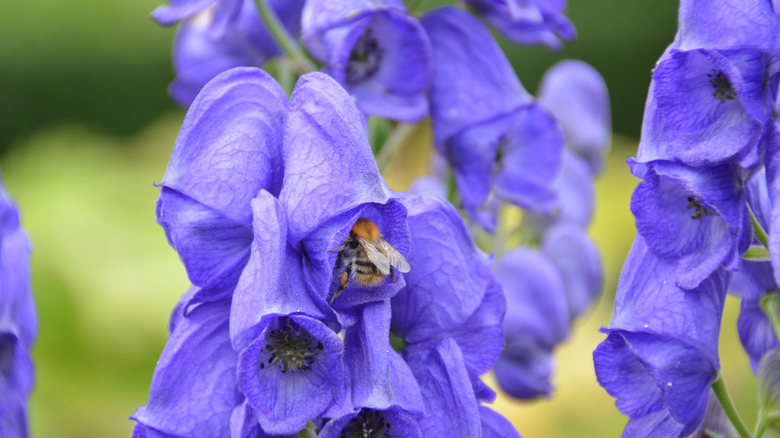 monkshood flower