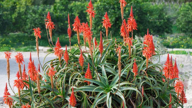 aloe arborescens flowering