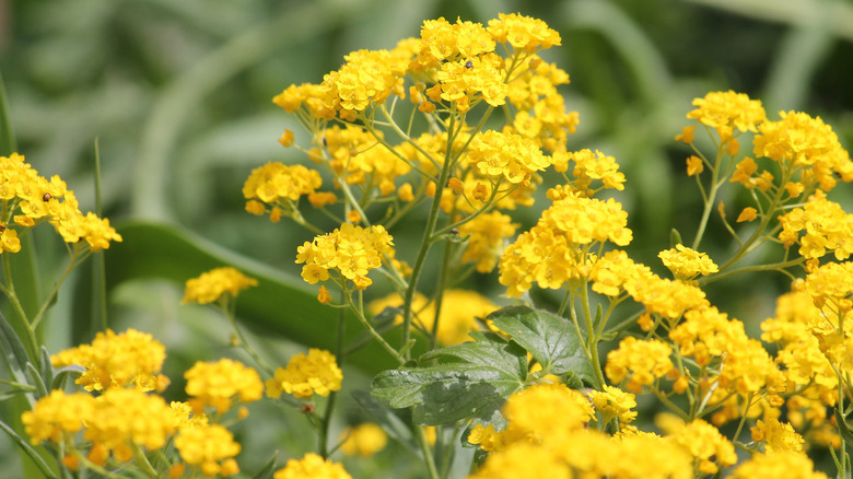 Yellow flowers of basket-of-gold