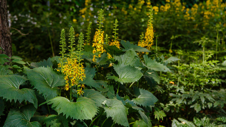 Yellow flowers of ligularia 