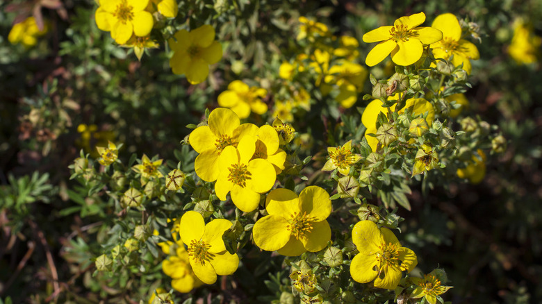 Yellow cinquefoil flower blossom