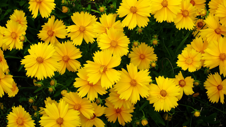  flowers of lance-leaved coreopsis