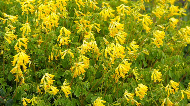 26+ Yellow Flower Perennial Plants