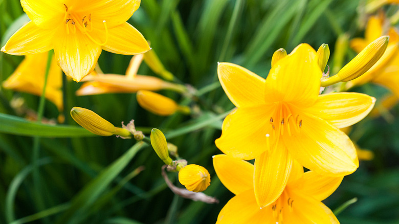 Daylily bloom