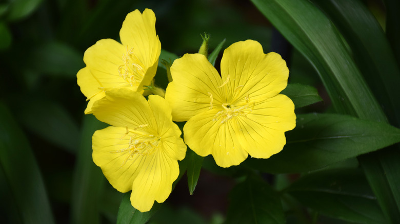 Yellow evening primrose