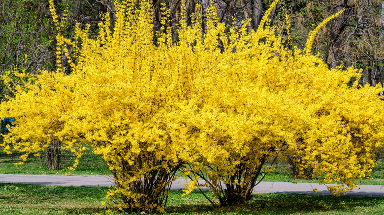 yellow flowers of forsythia plant