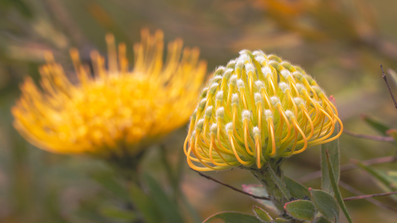 yellow flower head of pincushion