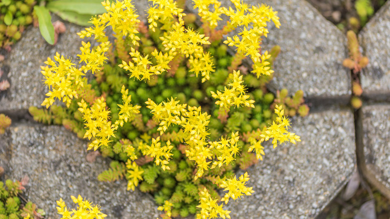 Yellow blooming sedum