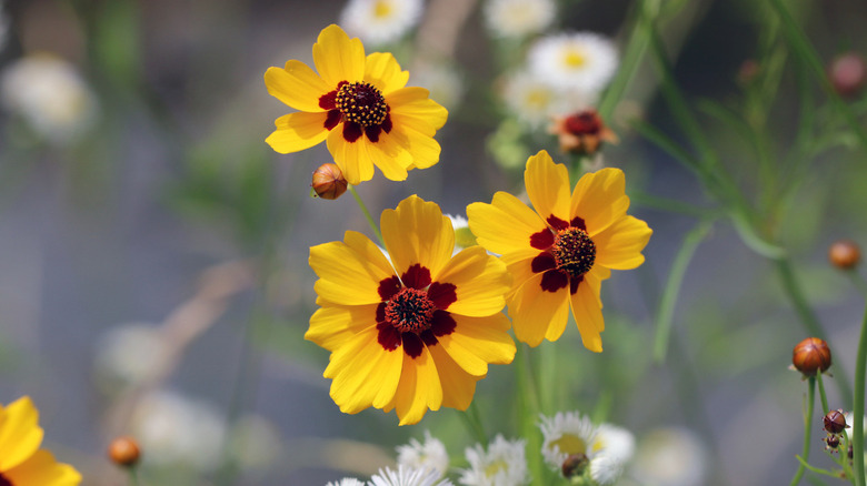 blooming flowers of golden tickseed