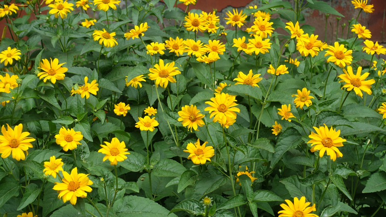 yellow flowers of Tuscan gold