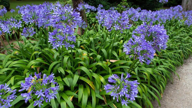 African lily