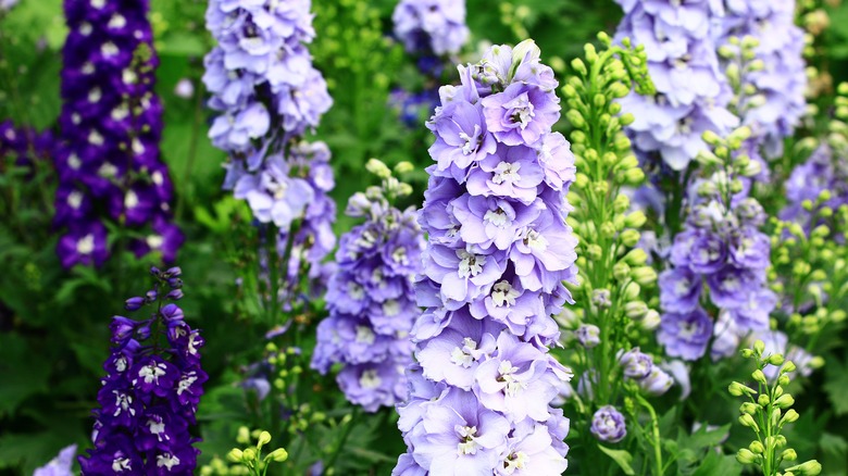 candle larkspur