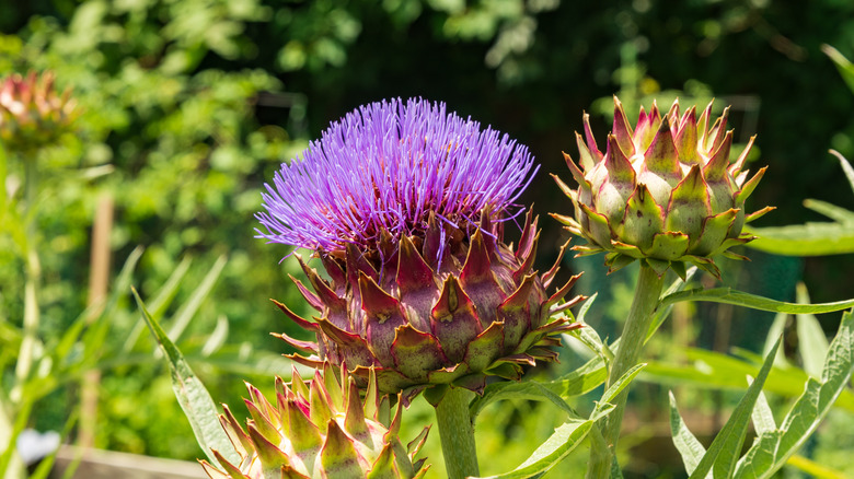 cardoon thistle