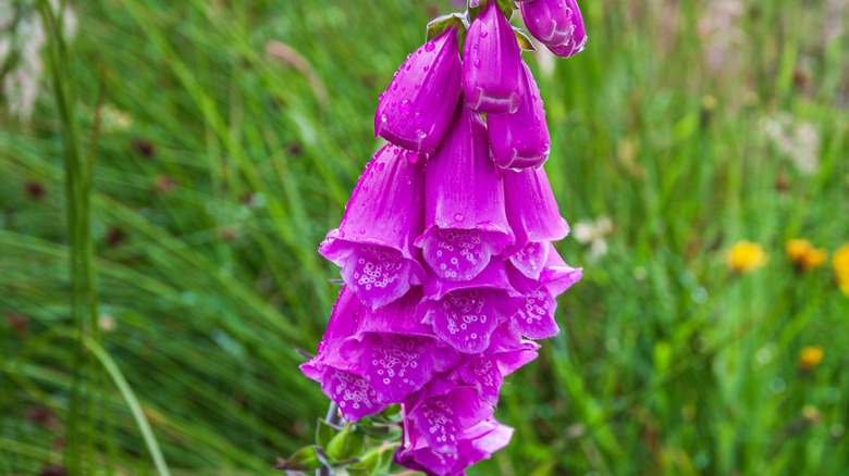 foxglove