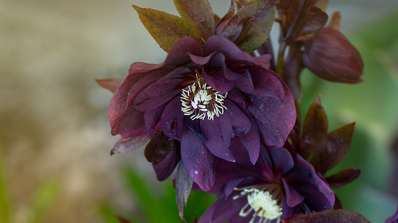 hellebore