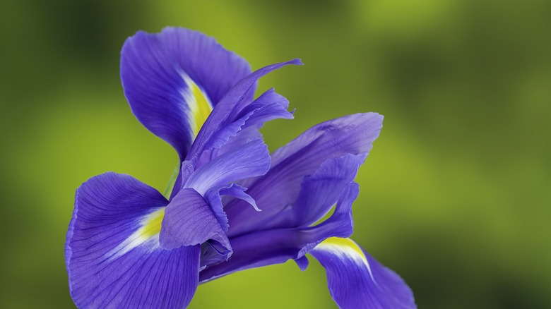 iris