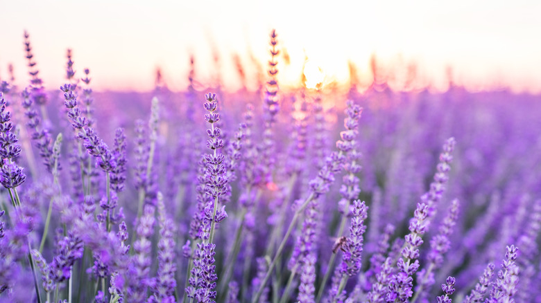 lavender field