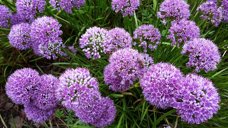 Millenium flowering onion