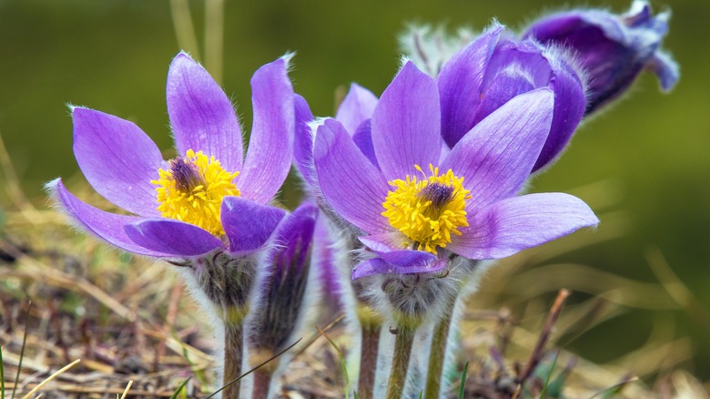 pasqueflower