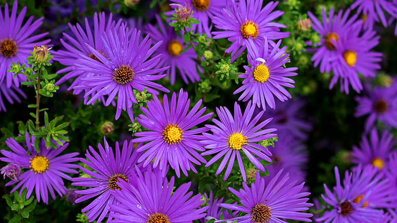 Purple aster