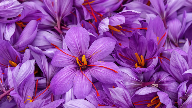 saffron crocus