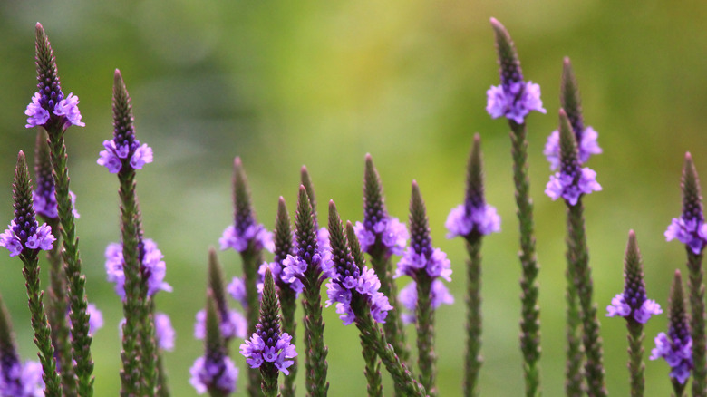 vervain flowers