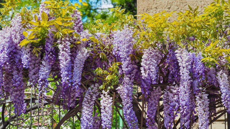 wisteria