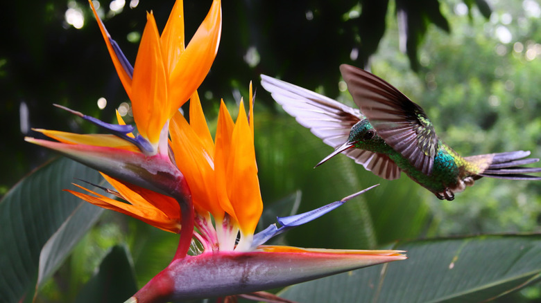 Hummingbird at bird of paradise