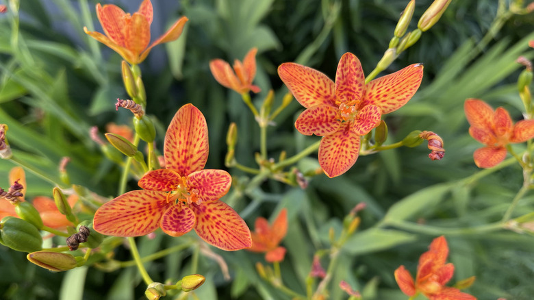 Blackberry lily in bloom