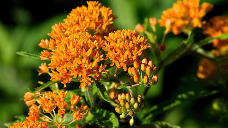 Butterfly weed blooming