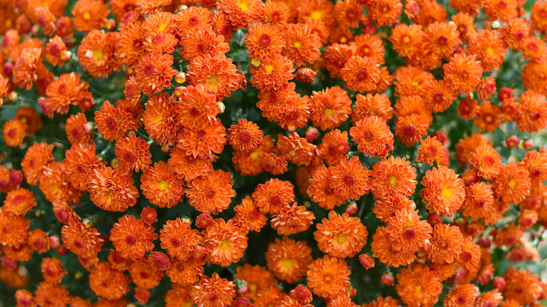 Orange chrysanthemums