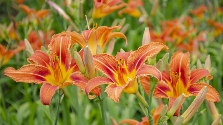 orange daylily in full bloom