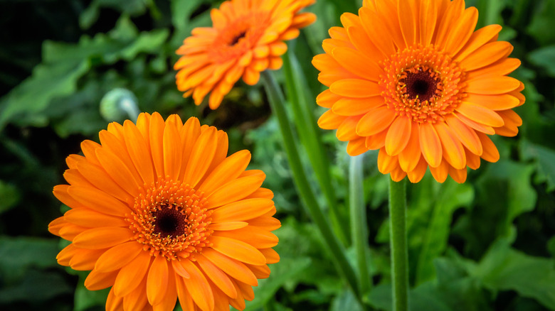 orange blossoming gerbera plant