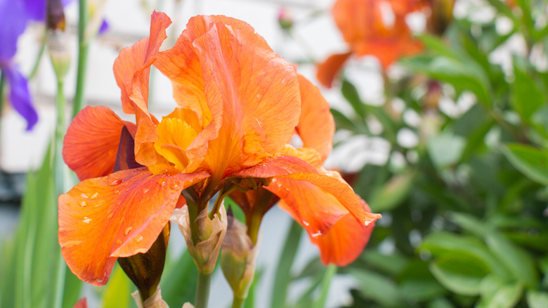 orange iris flower