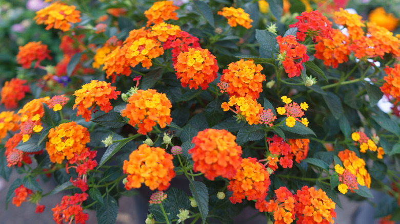 Flowering lantana camara