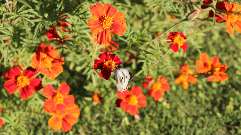 rock rose in the morning