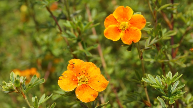 Shrubby cinquefoil