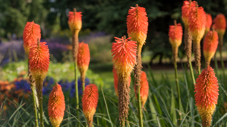 torch lily flowers