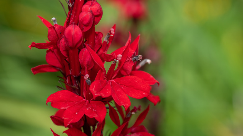 Lobelia cardinalis in red