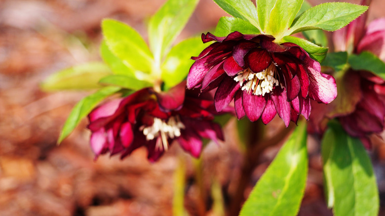 Helleborus × hybridus in red