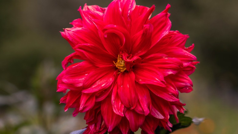 Red dahlia