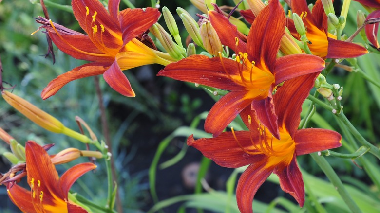 Daylilies Hemerocallis spp.