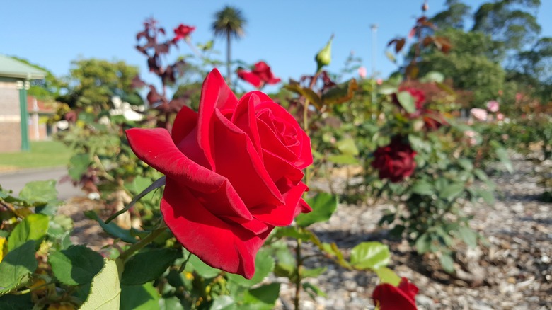 'firefighter' hybrid tea rose