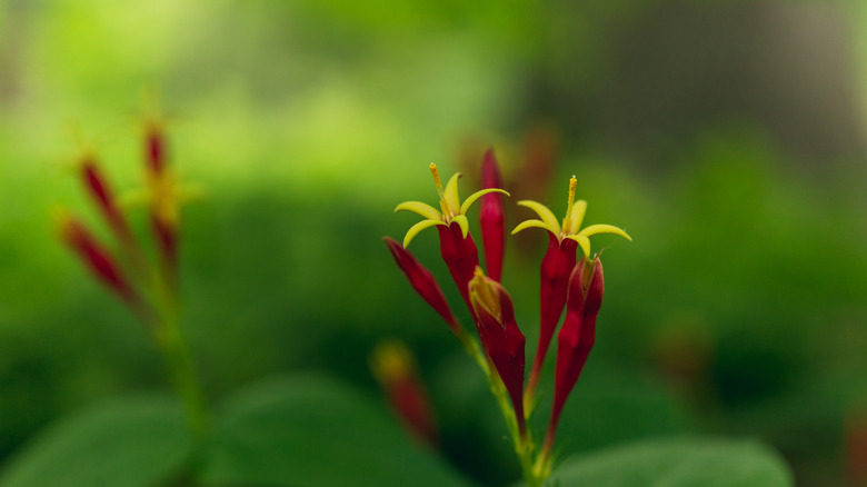 Spigelia marilandica 'Little Redhead'