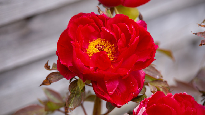 Paeonia Itoh in red 