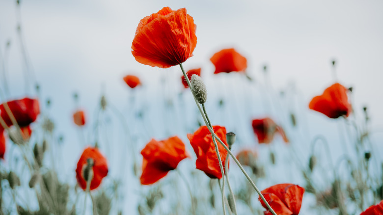 Papaver somniferum