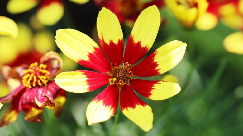 yellow and red Coreopsis verticillata 