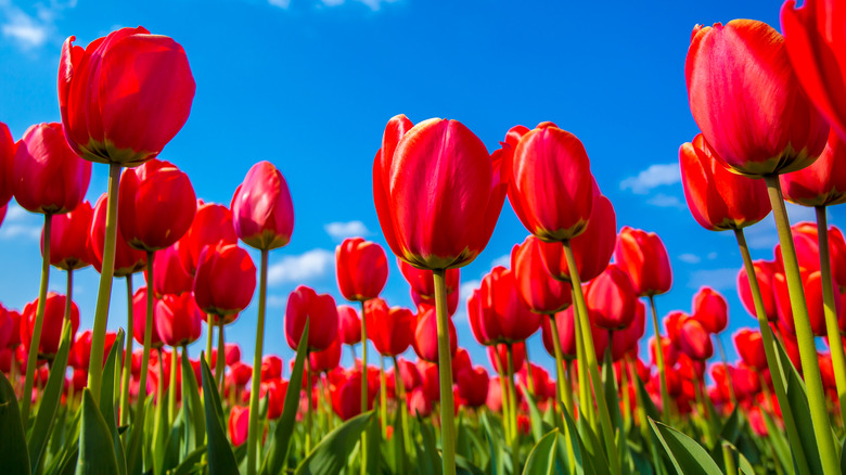 Red tulips