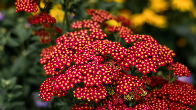 Achillea millefolium red flowers 