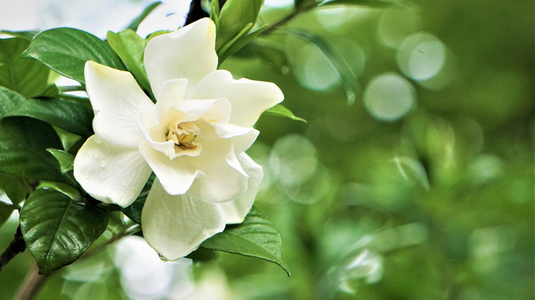 Gardenia jasminoides white flower